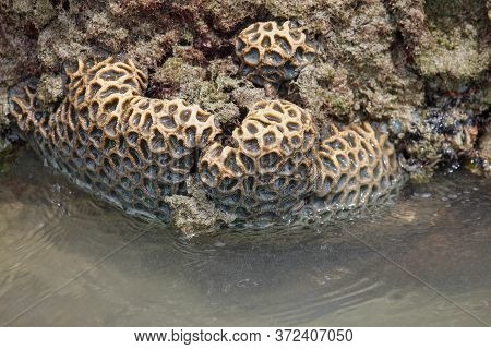 Scleractinia, Also Known As Coral Reefs Or Hard Coral Reefs, Can Be Seen When The Sea Level Drops Al