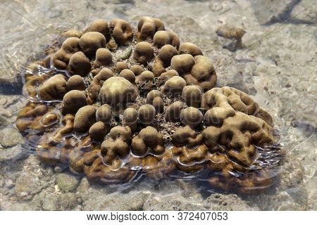 Scleractinia, Also Known As Coral Reefs Or Hard Coral Reefs, Can Be Seen When The Sea Level Drops Al
