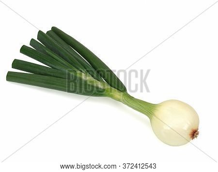 One Young Napiform Onion Isolated On A White Background