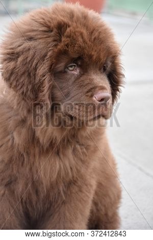 Fluffy Brown Newfoundland Puppy Dog Looking Sad.