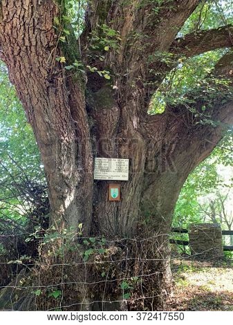 Ancient And Beautiful Tree Of Linz In Áustria