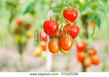 Red Bunches Of Tomatoes Closeup On A Background Of The Garden
