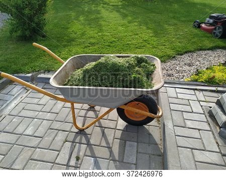 Orange Wheelbarrow Full Of Freshly Cut Grass That Will Go Into Compost