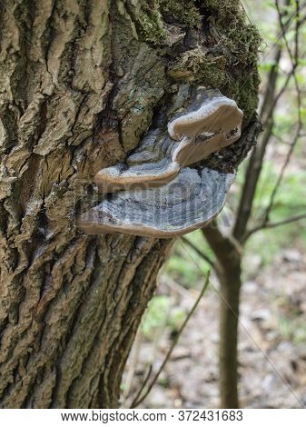 Huba, Parasitic Fungus On A Tree Trunk