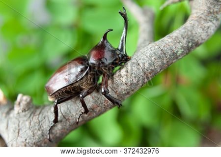 Japanese Rhinoceros Beetle (trypoxylus Dichotomus / Allomyrina Dichotomus) In Japanese It Is Called 