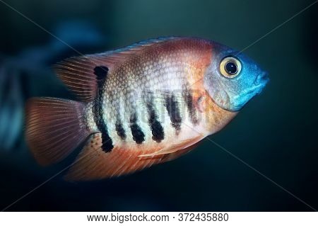 Red Shoulder Severum Heros Efasciatus Beautiful Ornamental Fish From Amazon