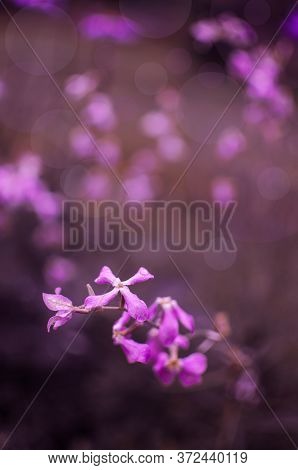 Matthiola This Is A Semi-shrub Or Herbaceous Plant With Soft, Pubescent, Oblong