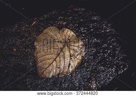 Dry Bodhi Or Peepal Leaf On Old Rock Near Waterfalls.closeup Dry Leaf Of Bodhi Tree. Symbolic Plant 