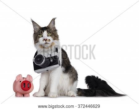 Cute Young Maine Coon Cat, Sitting Side Ways Beside A Pink Piggy Bank. Wearing A Toy Photo Camera Ar