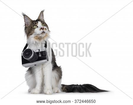 Cute Young Maine Coon Cat, Sitting Facing Front. Wearing A Toy Photo Camera Around Neck. Looking Up.