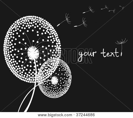vector dandelions