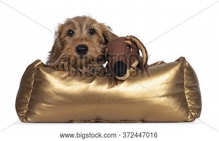 Adorable Wirehair Kanninchen Dachshund Pup, Laying Over Edge Of Golden Basket With Fake Fur Toy Frie