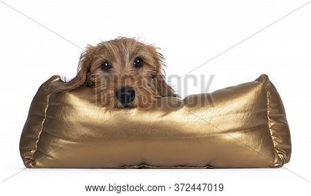 Adorable Wirehair Kanninchen Dachshund Pup, Laying Over Edge Of Golden Basket. Looking Straight At C