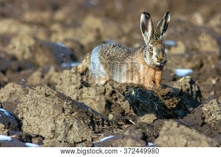 The European Hare (lepus Europaeus) In Sprint.