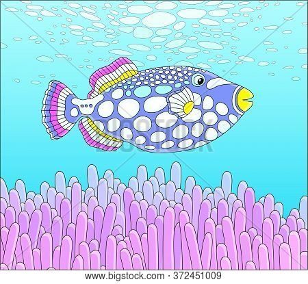 Exotic Multi Colored Parrotfish Swimming Over Stinging Tentacles Of A Pink Anemone In Blue Water Of 