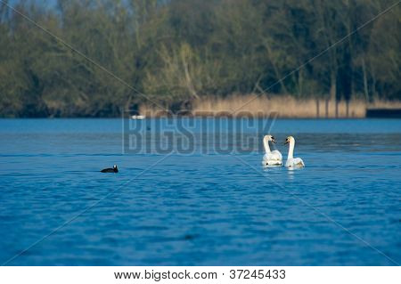 Příroda v holandské Biesbosch