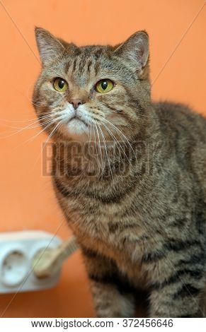 Beautiful Scottishstraight Cat With Yellow Eyes Close Up