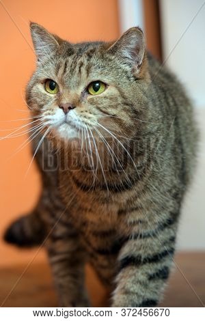 Beautiful Scottishstraight Cat With Yellow Eyes Close Up