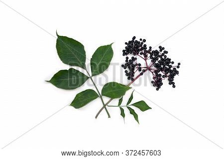 Cluster Fruits Black Elderberry And Leaves On A White Background. Common Names: Elder, Black Elder, 