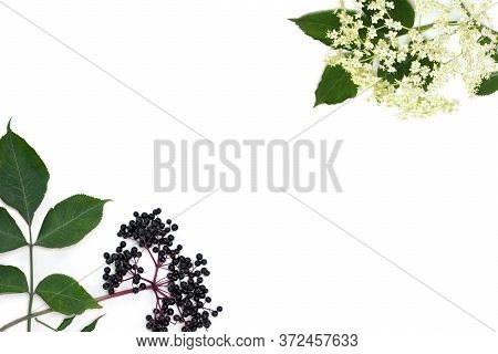 Frame Of Blossom And Fruit Black Elderberry (sambucus ) On A White Background With Space For Text. C
