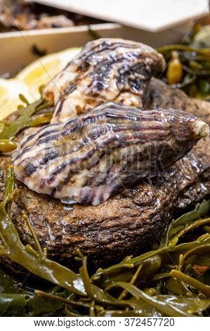 Fresh Pacific Or Japanese Oysters Molluscs On Stone With Kelp Seaweed Background