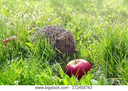 Small Hedgehog In Green Grass With Red Apples In Morning Summer In Sun Light