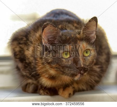 Tortie Short -haired Cat Portrait Close Up