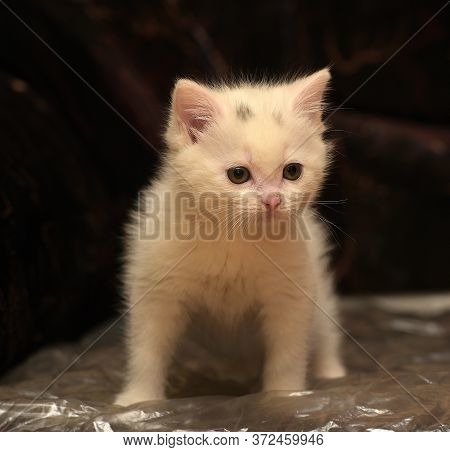 Little Cute White Kitten On A Dark Background