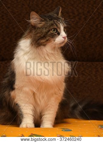 White With Brown Fluffy Cat. Close Up