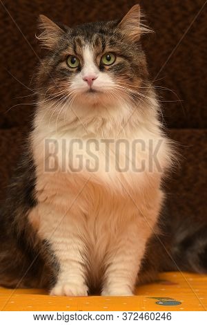 White With Brown Fluffy Cat. Close Up
