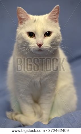White Albino Cat On A Blue Background