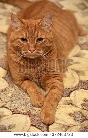 Large Red Cat Lying On The Couch