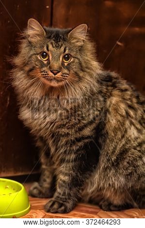 Beautiful Brown Siberian Cat Next To A Bowl With Food