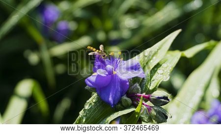 Blue Flower With A Strange Wasp In The Wild Nature