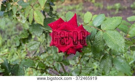 Red Rose After The Rain In Spring