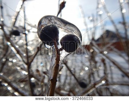 Shrub Branch In Ice, Frozen Branch In The Garden