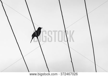 Silhouette Of A Black Little Bird Sitting On High Voltage Wires.