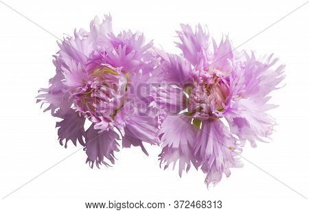 Perennial Clove Flowe Isolated On White Background