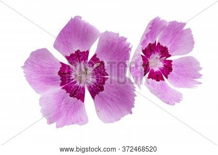 Perennial Clove Flowe Isolated On White Background