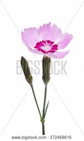 Perennial Clove Flowe Isolated On White Background