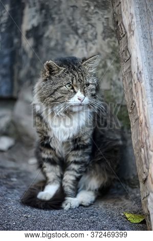 Homeless Tabby Cat On The Street Close Up
