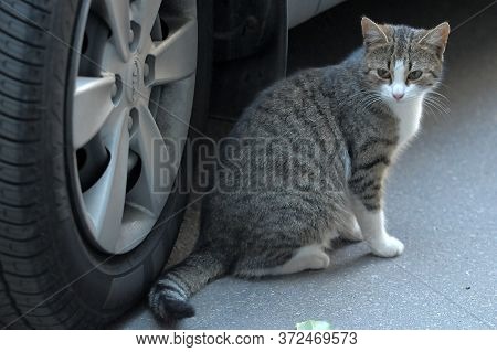 Stray Or Homeless Tabby Cat Looking At Camera In The Harbour Of Larnaca, Cyprus.