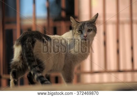 Homeless Cat On The Street  Close Up