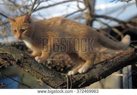 Red Cat On A Tree  Close Up