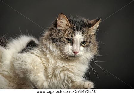Norwegian Forest Cat On A Dark Background