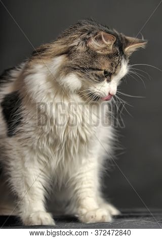 Norwegian Forest Cat On A Dark Background