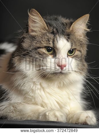 Norwegian Forest Cat On A Dark Background