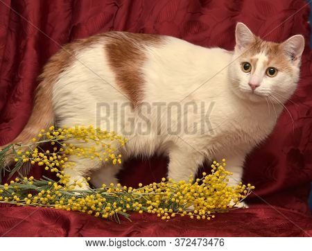 White With A Red Cat And Mimosa On A Red Background
