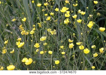 Etllow Summer Flowers In The Green Meadow