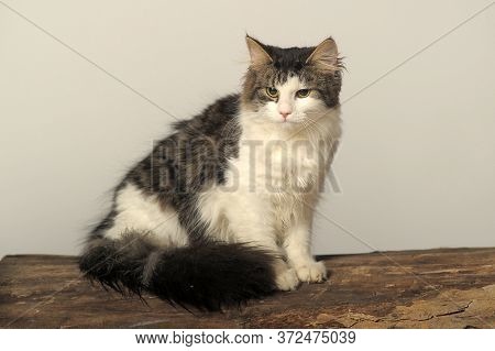 Norwegian Forest Cat On A Tree  In The Studio